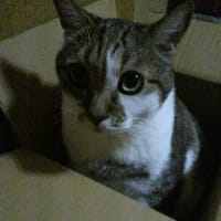 お気に入りはうちの子じゃろ。