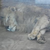 動物園