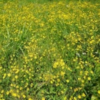２０２５年６月２９日　北八甲田山麓　田代平湿原のようす