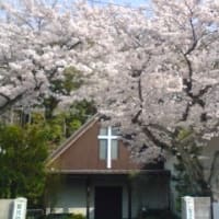 キリスト教会の桜