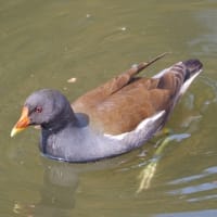 大泉緑地の野鳥（２０２５年３月１日）