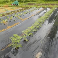 雨が止み、苗を植えまくる