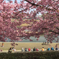 2020年葵桜