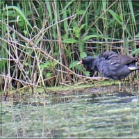 幼鳥はまだかな