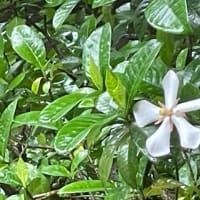 梔子の花