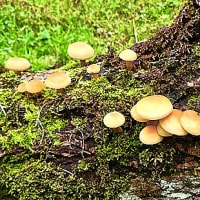 北海道釧路地方の山地で、エノキタケが大発生＝その⓶