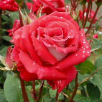 2025年の薔薇、その１１