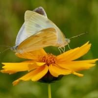 花の上で交尾するモンシロチョウのメスとオス