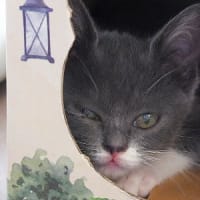 ダンボール暮らし
