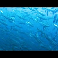 会心の一撃！２０１８年７月２１日　冠島