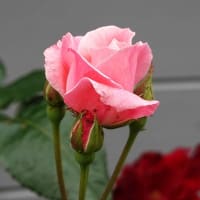 梅雨で憂うつな時はバラ？