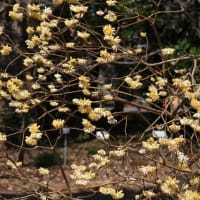 ﾐﾂﾏﾀ開花