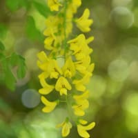 「黄色い藤と呼ばないで」　いわき　高野花見山にて撮影！　キングサリ　