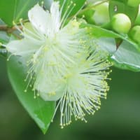 2025.06.15 雨後のあじさいの森と萩、ゆりと銀梅花