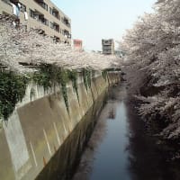 かぐや姫で神田川とチリ紙交換で ! ミッキー安川で豚骨ラーメンで! サナダムシの記憶 !