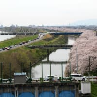 桜満開（墨俣犀川堤　2024年4月6日）