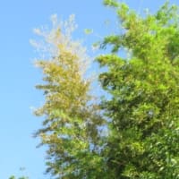 気温が下がりそうですが！