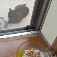 えっ　猫だ
