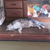 グダグダ
