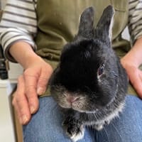 お客様のうさちゃん達☆GW前のウサちゃん達。その2