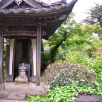 新緑の保寧寺