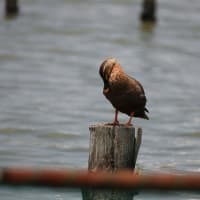 カイツブリ等