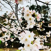 ピント