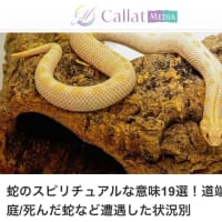 【札幌占い】蛇のスピリチュアルな意味について。2025年巳年の参考に。