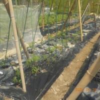 たくさん苗を植え付けをしました　ナス　トマト　スイカ