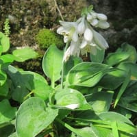 「擬宝珠の花」です、２種目類の一つ。