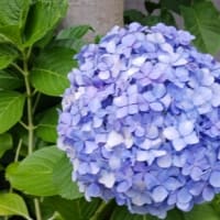 2025 紫陽花