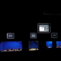 20250507　越前松島水族館