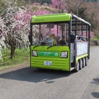 小夜戸・大畑　花桃街道 / みどり市