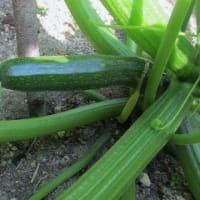我がミニミニ菜園　初収穫
