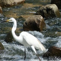 ダイサギの捕食