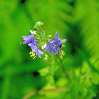 「まぼろしの花」と言われる ハナシノブは やはり神秘的