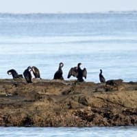 05/08探鳥記録写真：狩尾岬の鳥たち（キアシシギ、カワセミ、ミサゴ、ウミウ、）