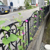 我が家の朝顔が大分咲いてきた