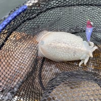 シリヤケ釣り　4週連続