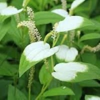 第四句集「玄武」と半夏生