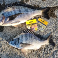 新年のクロダイ釣り