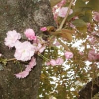 ツツジ、シャクナゲ、ヤシオツツジ、八重桜、十月桜