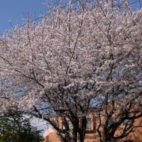 250409-02　東林間今年の桜　Fujifilm-Digtal Camera X100T