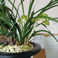 日本春蘭　春の司