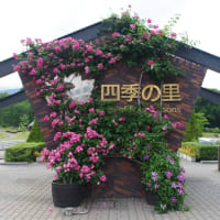 花の端境期の水林自然林には菌従属栄養植物などが（2025.6.8）#2 そして四季の里バラ園に