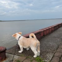 大雨後の宮崎港散歩