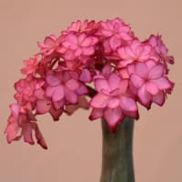 お向かいさん（喫茶店）の花