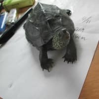 底面濾過にして水がきれいになりました