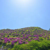 阿蘇･仙酔峡のミヤマキリシマ開花状況 ～ 2025年満開最高😊 