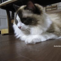 猫日記と主のつぶやき　凶器？